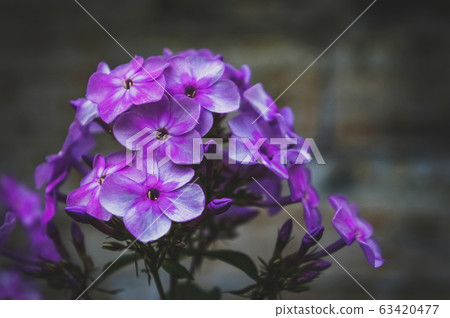 Autumn Phlox pattern. Artistic background. Autumn Phlox pattern. Artistic background. 63420477
