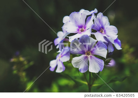 Autumn Phlox pattern. Artistic background.  63420505