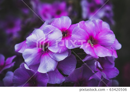 Autumn Phlox pattern. Phlox flower plants Autumn Phlox pattern. Phlox flower plants 63420506