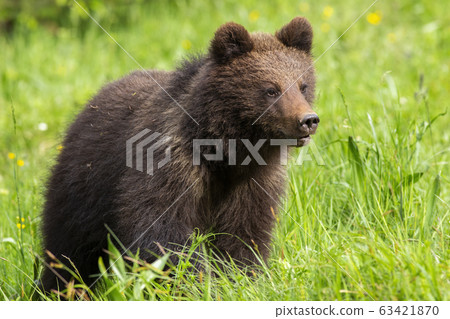 Baby brown bear cub standing on meadow with green grass in spring Baby brown bear cub standing on meadow with green grass in spring 63421870