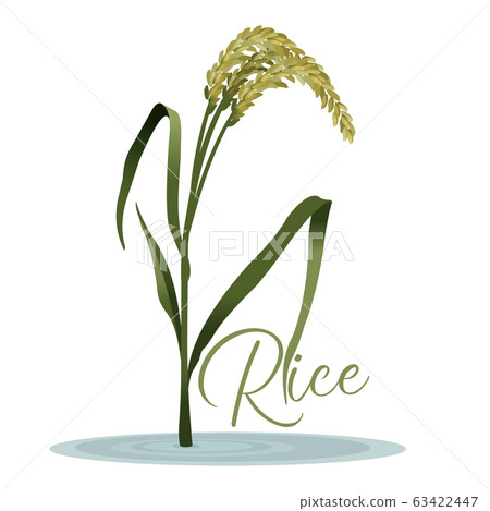 Realistic Detailed 3d Rice Grain Plant. Vector 63422447