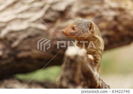 Common dwarf mongoose (Helogale parvula) is a Common dwarf mongoose (Helogale parvula) is a 63422740