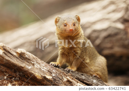 Common dwarf mongoose (Helogale parvula) is a 63422741