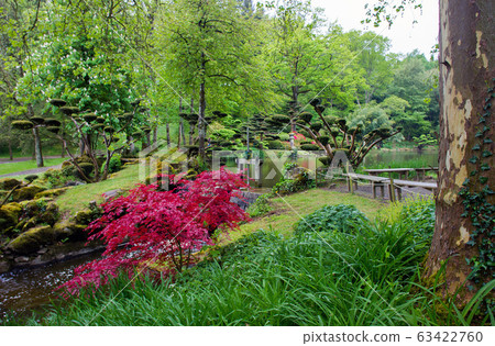 Red rhododendrons  at Maulivrier japanese garden at Pays de la Loire 63422760