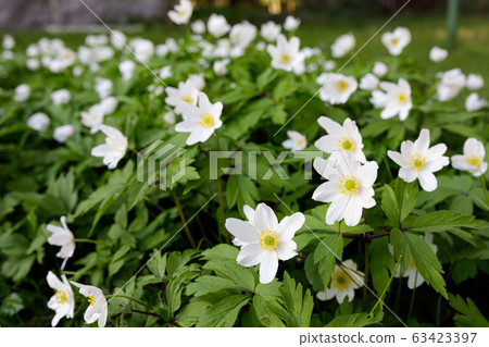 Anemone nemorosa flower blooming outdoors at 63423397