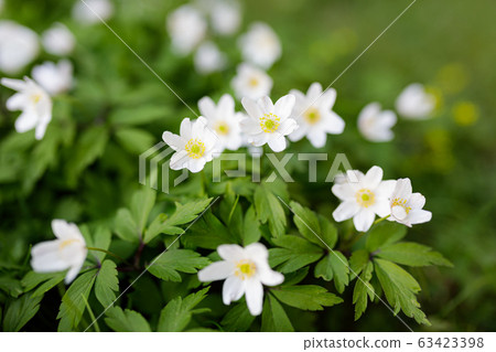 Anemone nemorosa flower blooming outdoors at 63423398