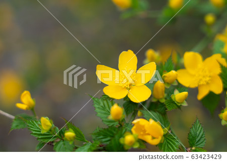 Yamabuki flower single single (April) Yamabuki flower single single (April) 63423429