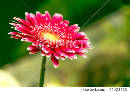 Watercolor style image of a fresh pink Gerbera flower in the garden. 63423580