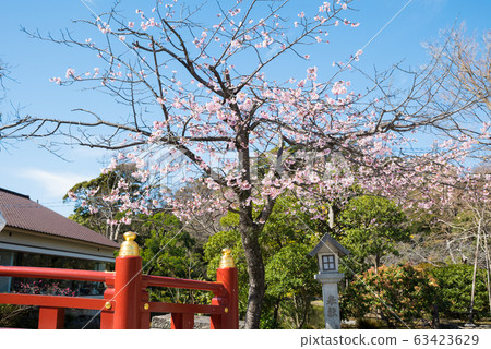 鶴岡八man宮神社川泉櫻泉（神奈川縣鎌倉市）2020年3月 63423629