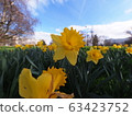 Yellow flower blooming in spring 63423752