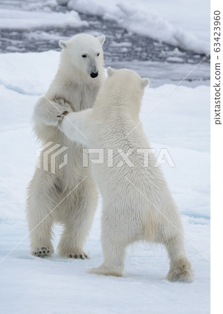 Two young wild polar bears playing on pack ice in Arctic sea, north of Svalbard 63423960