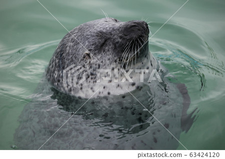 海豹_睡覺 63424120