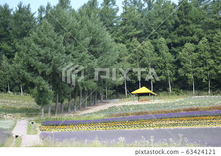 花卉園_中富良野 花卉園_中富良野 63424121