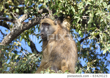 Chakma baboon (Chobe National Park) 63424123