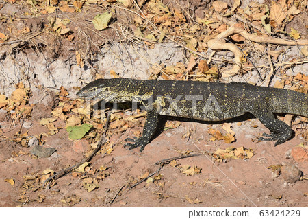 尼羅河監控蜥蜴(喬貝國家公園) 尼羅河監控蜥蜴(喬貝國家公園) 63424229