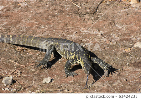 Nile Monitor Lizard (Chobe National Park) 63424233