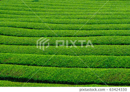 Tea plantation 63424330