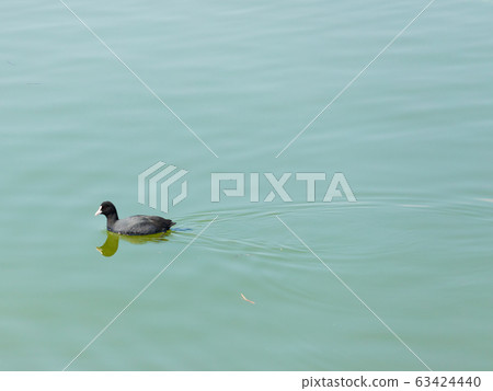 Duck swim 63424440