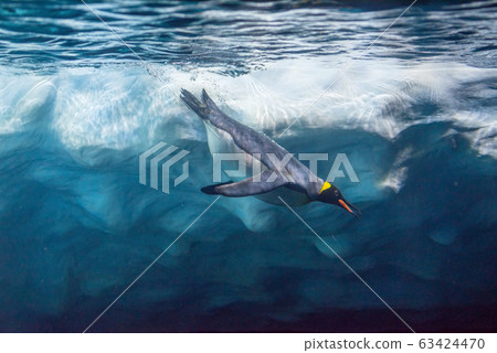 Penguin diving under ice, underwater photography. 63424470