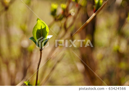 發芽 發芽 63424566