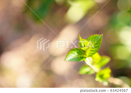 發芽 發芽 63424567