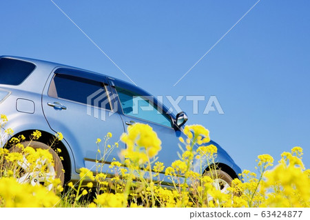 Rape blossoms and car 63424877