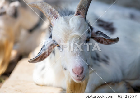 Goat's portrait Goat's portrait 63425557