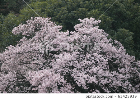 Higashi Hiroshige 63425939