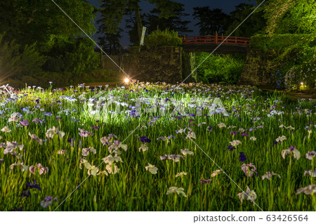 [Iris / Odawara Castle / Light up] 63426564