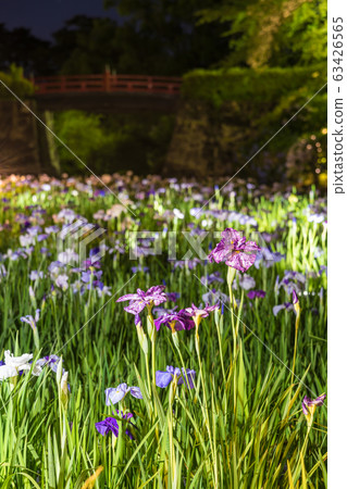 [Iris / Odawara Castle / Light up] 63426565