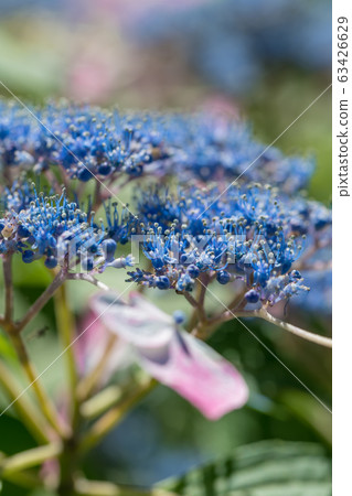 [Hydrangea Odawara Castle] 63426629