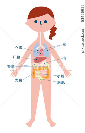 Human anatomy chart 63426932
