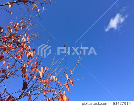Cherry blossoms and blue skies and clouds Cherry blossoms and blue skies and clouds 63427914