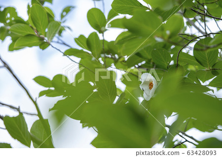 夏天的山茶花 63428093