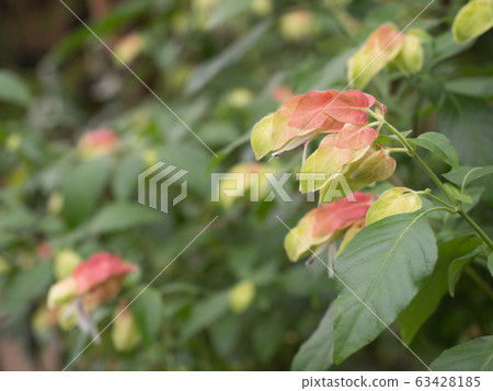 小蝦花 小蝦花 63428185