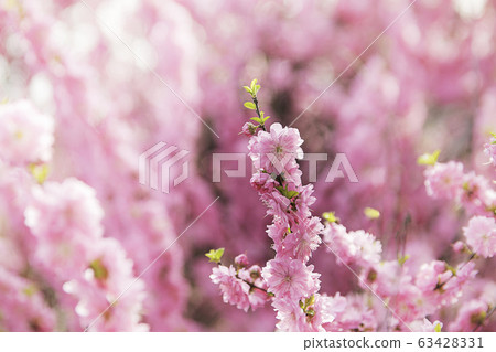 溫暖而溫柔的春天的花朵 溫暖而溫柔的春天的花朵 63428331