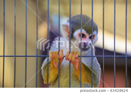 Squirrel monkey Squirrel monkey 63428624