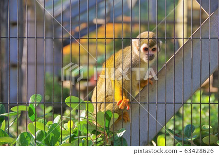 Squirrel monkey Squirrel monkey 63428626