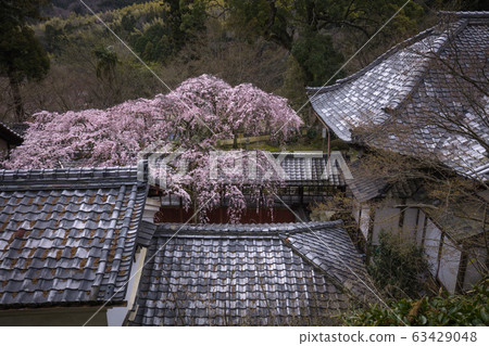 Kyoto Prefecture Torinji Sakura 63429048