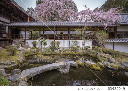 Kyoto Prefecture Torinji Sakura 63429049