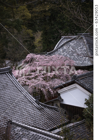 京都府都靈寺櫻 63429053