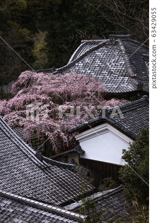 Kyoto Prefecture Torinji Sakura 63429055
