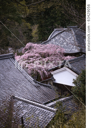 Kyoto Prefecture Torinji Sakura 63429056
