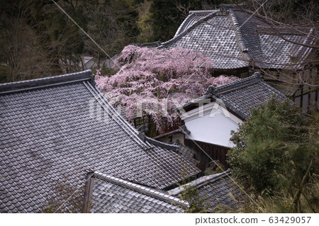 Kyoto Prefecture Torinji Sakura 63429057
