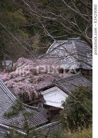 Kyoto Prefecture Torinji Sakura 63429060