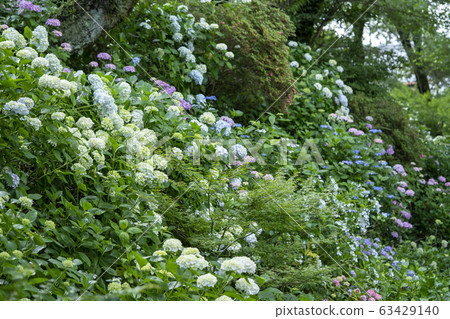Hydrangea Hydrangea 63429140