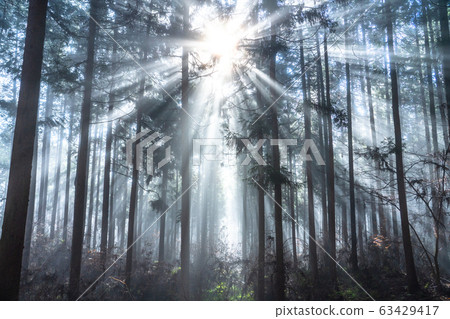 Light of forest, light of healing 63429417