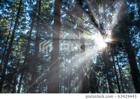 Light of forest, light of healing Light of forest, light of healing 63429443