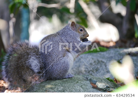 Squirrel eating wild nuts (sideways) Squirrel eating wild nuts (sideways) 63429534