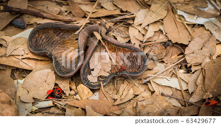 Dried fruit peel. A symbol like heart. Heart from nature on top view. 63429677